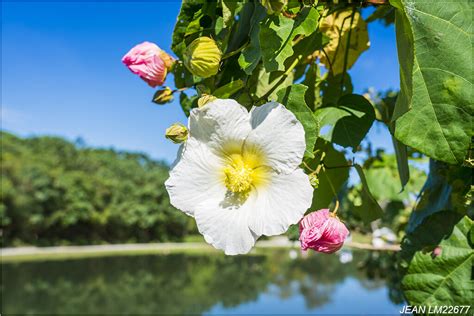 山芙蓉種植|山芙蓉